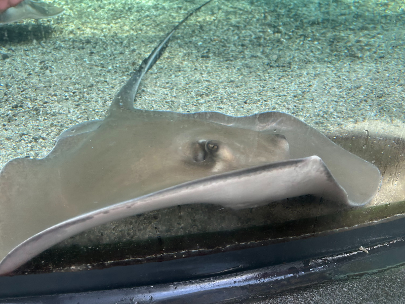 Tennessee Aquarium4