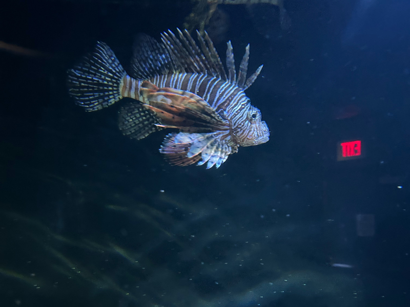 Tennessee Aquarium6