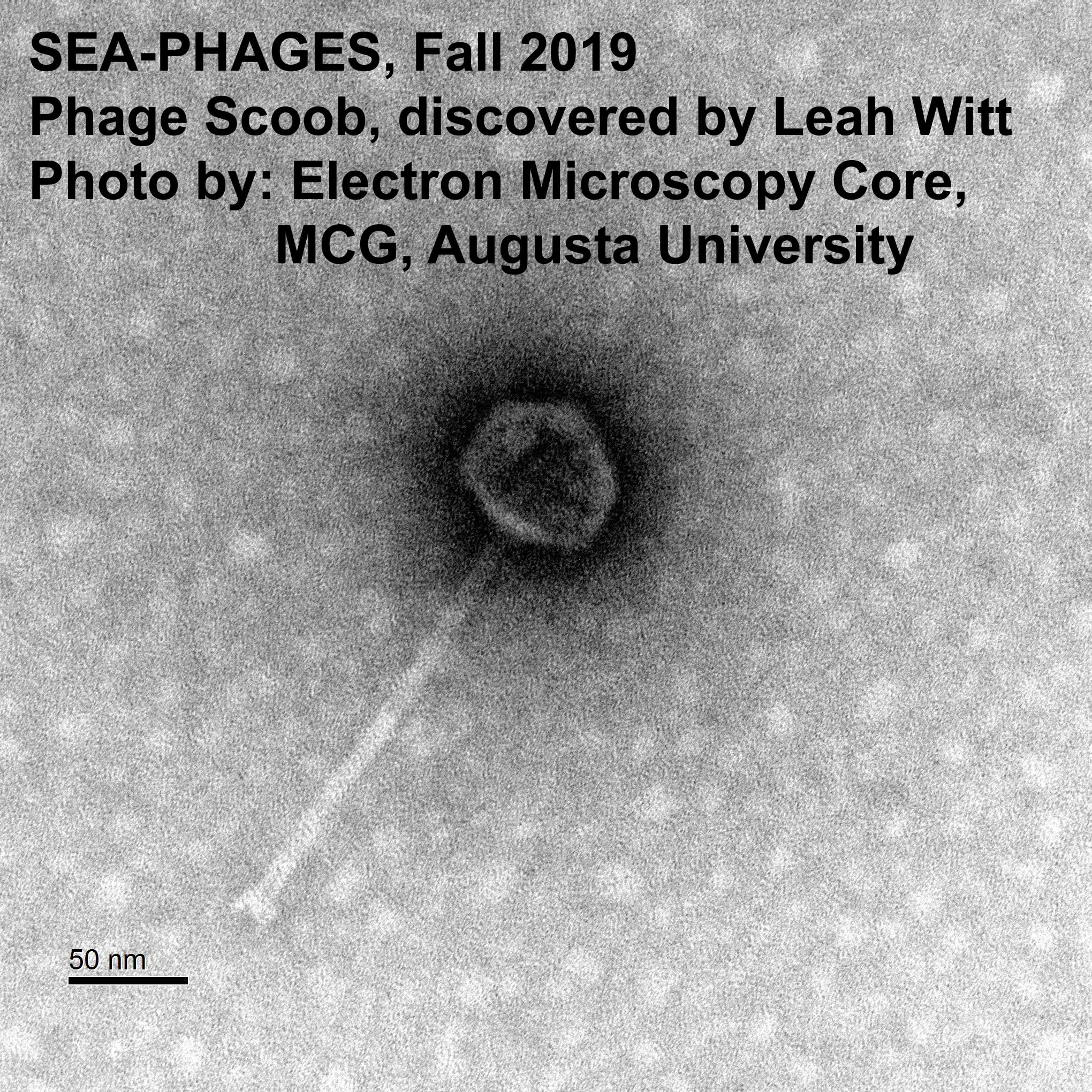 SeaPhages