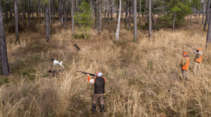 Quail Hunt and Cabin Stay