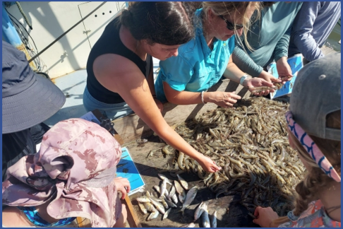Sapelo Island Research