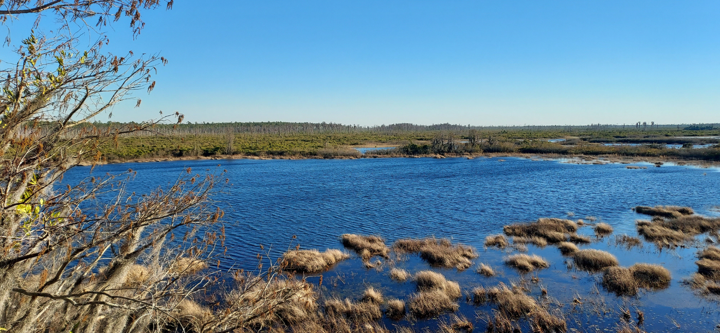 Okefenokee landscape