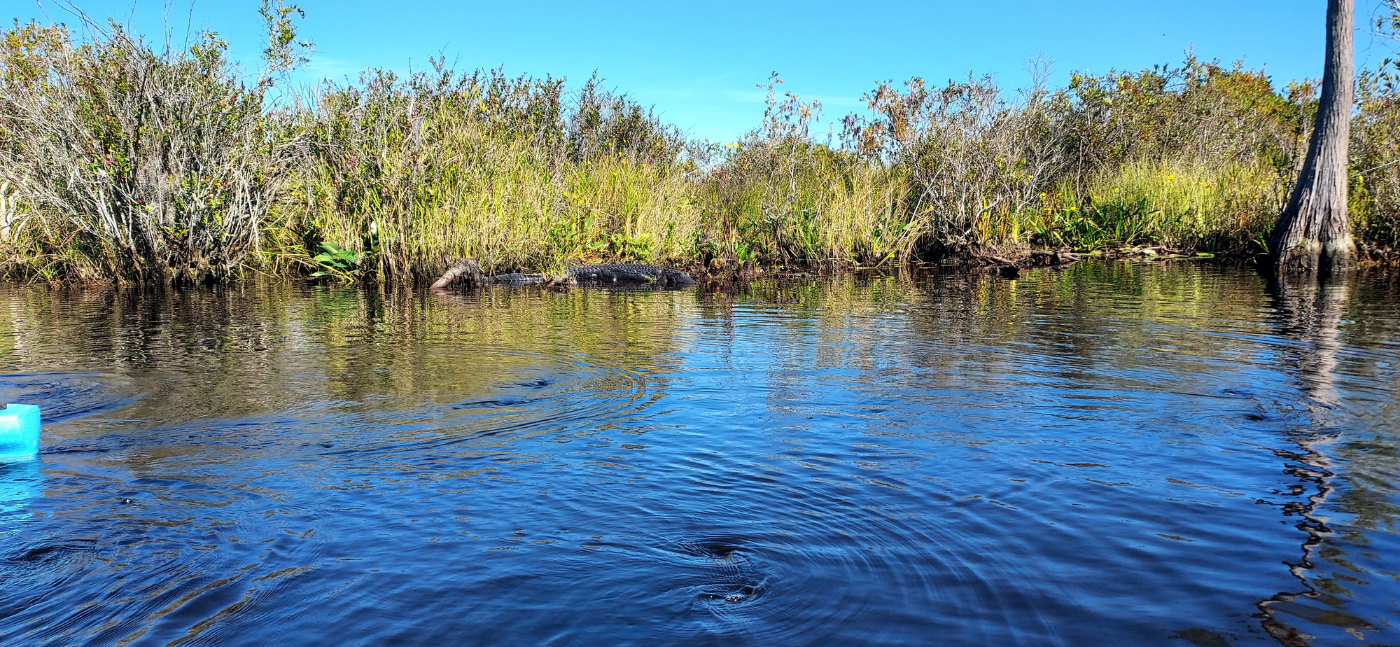 alligator at okefenokee wildlife refuge
