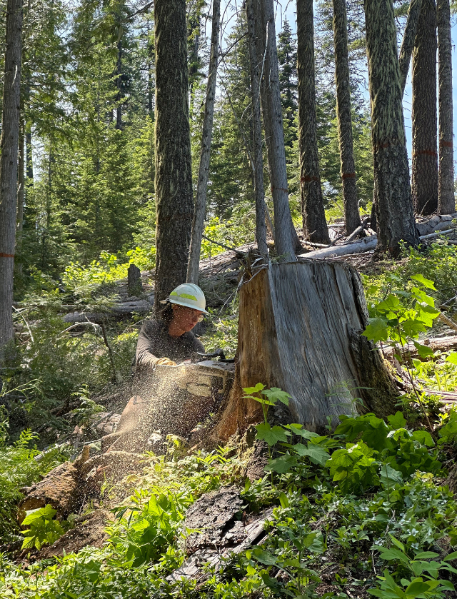 Sara Whittier cutting tree