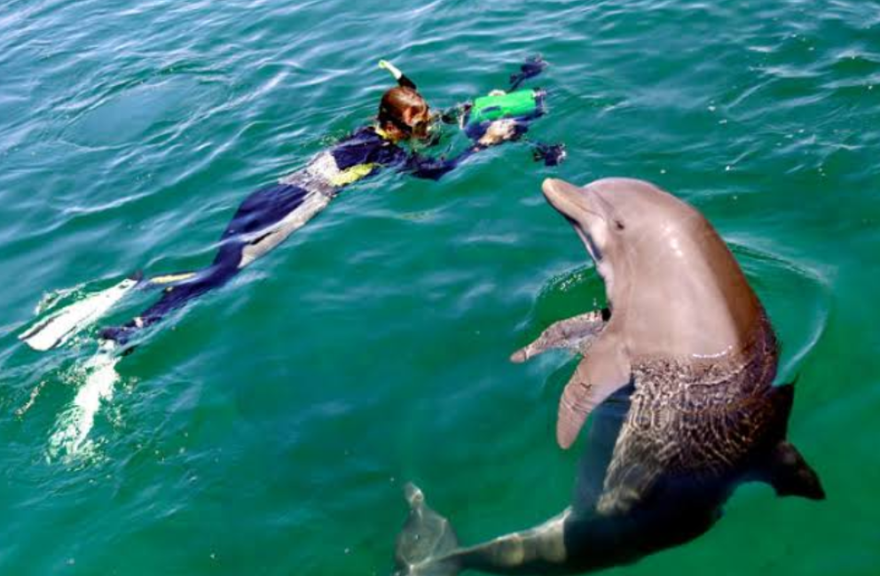 Dr. Kathleen Dudzinski, Dolphin Communication Project
